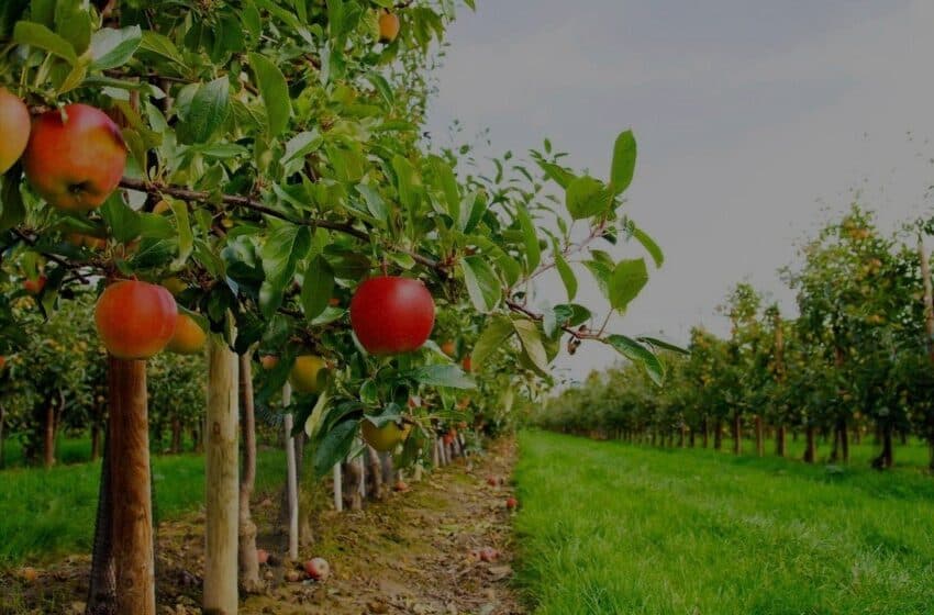 Недобоївська територіальна громада