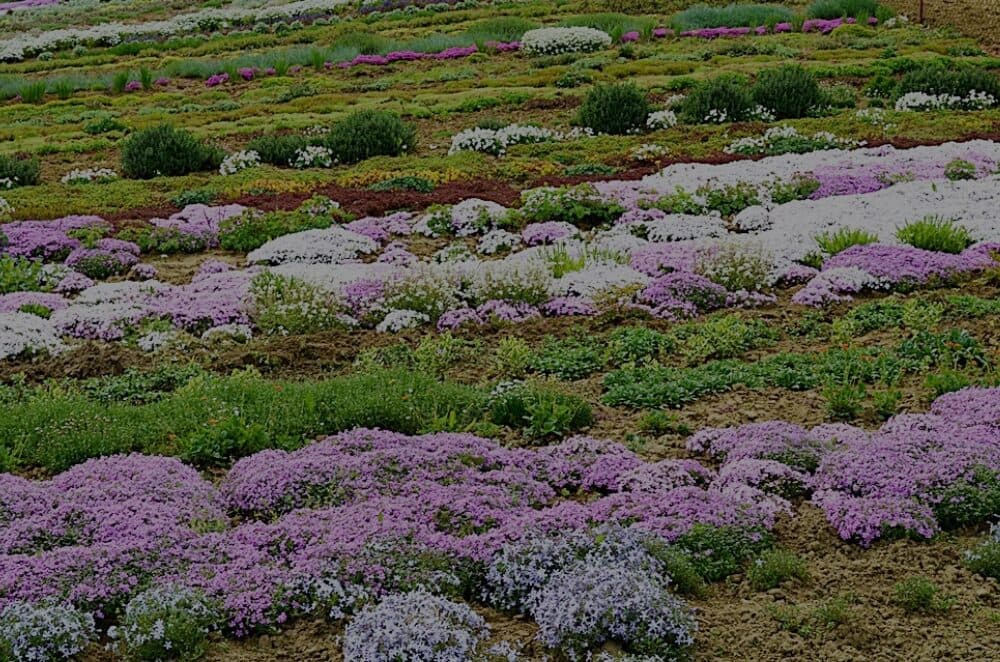 Острицька територіальна громада