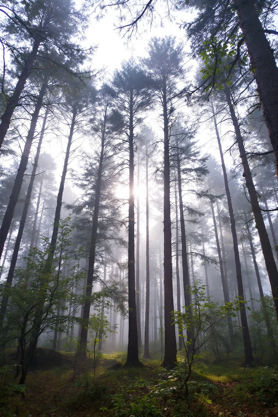Лісові ресурси