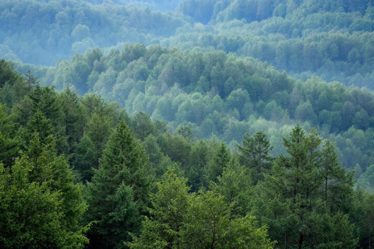 Ліси та лісовкриті площі